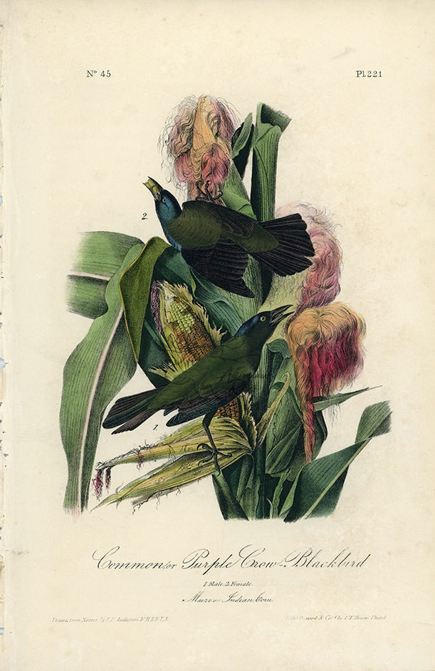 Audubon Common or Purple Crow-Blackbird Pl. 221 - Birds Of America Royal Octavo 1st Edition Antique Print