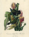 Audubon Common or Purple Crow-Blackbird Pl. 221 - Birds Of America Royal Octavo 1st Edition Antique Print