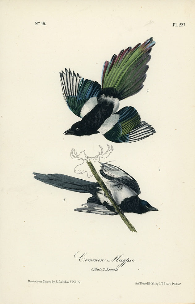 Audubon Common Magpie Pl. 227 - Birds Of America Royal Octavo 1st Edition Antique Print