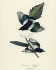 Audubon Common Magpie Pl. 227 - Birds Of America Royal Octavo 1st Edition Antique Print