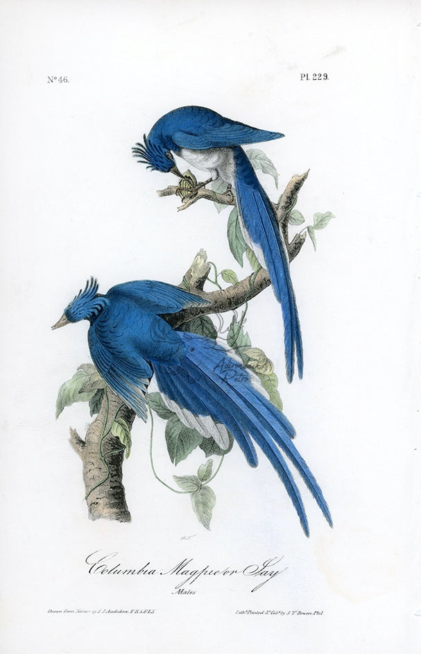 Audubon Columbia Magpie or Jay Pl. 229 - Birds Of America Royal Octavo 1st Edition Antique Print
