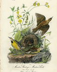 Audubon Meadow Starling or Meadow Lark Pl. 223 - Birds Of America Royal Octavo 1st Edition Antique Print