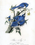 Audubon Blue Jay Pl. 231 - Birds Of America Royal Octavo 1st Edition Antique Print
