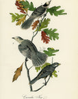 Audubon Canada Jay Pl. 234 - Birds Of America Royal Octavo 1st Edition Antique Print