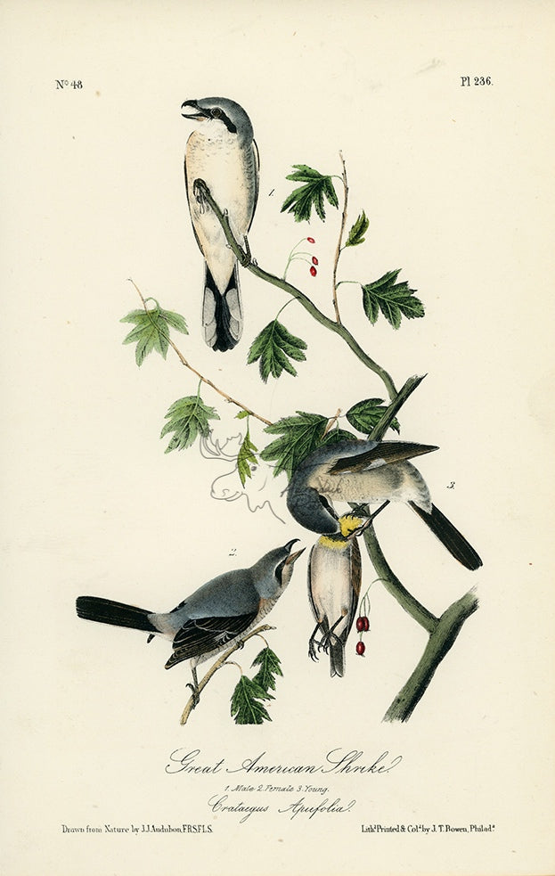 Audubon Great American Shrike Pl. 236 - Birds Of America Royal Octavo 1st Edition Antique Print