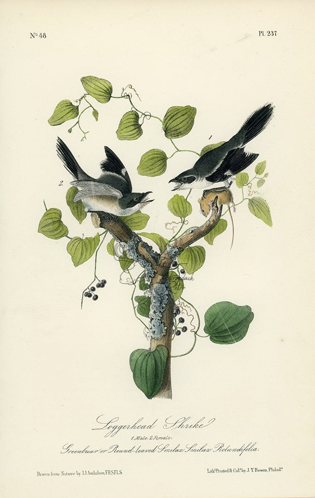 Audubon Loggerhead Shrike Pl. 237 - Birds Of America Royal Octavo 1st Edition Antique Print