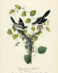 Audubon Loggerhead Shrike Pl. 237 - Birds Of America Royal Octavo 1st Edition Antique Print