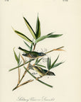Audubon Solitary Vireo or Greenlet Pl. 239 - Birds Of America Royal Octavo 1st Edition Antique Print