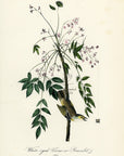 Audubon White-eyed Vireo or Greenlet Pl. 240 - Birds Of America Royal Octavo 1st Edition Antique Print