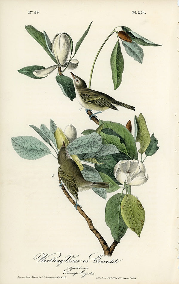 Audubon Warbling Vireo or Greenlet Pl. 241 - Birds Of America Royal Octavo 1st Edition Antique Print
