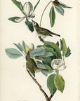 Audubon Warbling Vireo or Greenlet Pl. 241 - Birds Of America Royal Octavo 1st Edition Antique Print