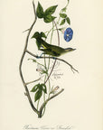 Audubon Bartrams Vireo or Greenlet Pl. 242 - Birds Of America Royal Octavo 1st Edition Antique Print