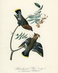 Audubon Black-throated Wax-wing or Bohemian Chatterer Pl. 245 - Birds Of America Royal Octavo 1st Edition Antique Print