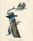 Audubon White-breasted Nuthatch Pl. 247 - Birds Of America Royal Octavo 1st Edition Antique Print