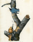 Audubon Red-bellied Nuthatch Pl. 248 - Birds Of America Royal Octavo 1st Edition Antique Print
