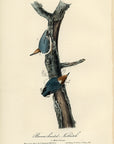 Audubon Brown-headed Nuthatch Pl. 249 - Birds Of America Royal Octavo 1st Edition Antique Print