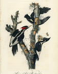 Audubon Ivory-billed Woodpecker Pl. 256 - Birds Of America Royal Octavo 1st Edition Antique Print
