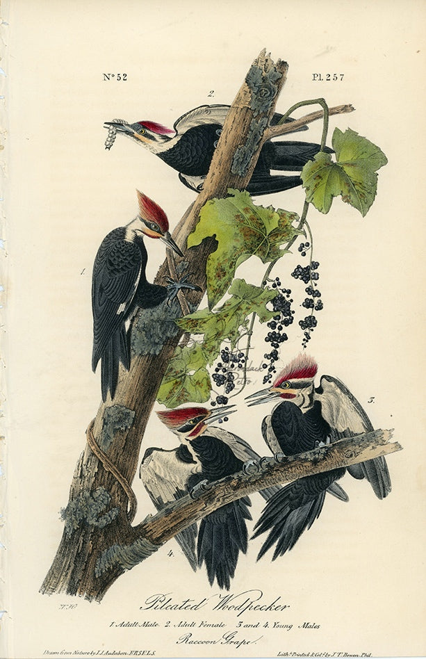 Audubon Pileated Woodpecker Pl. 257 - Birds Of America Royal Octavo 1st Edition Antique Print