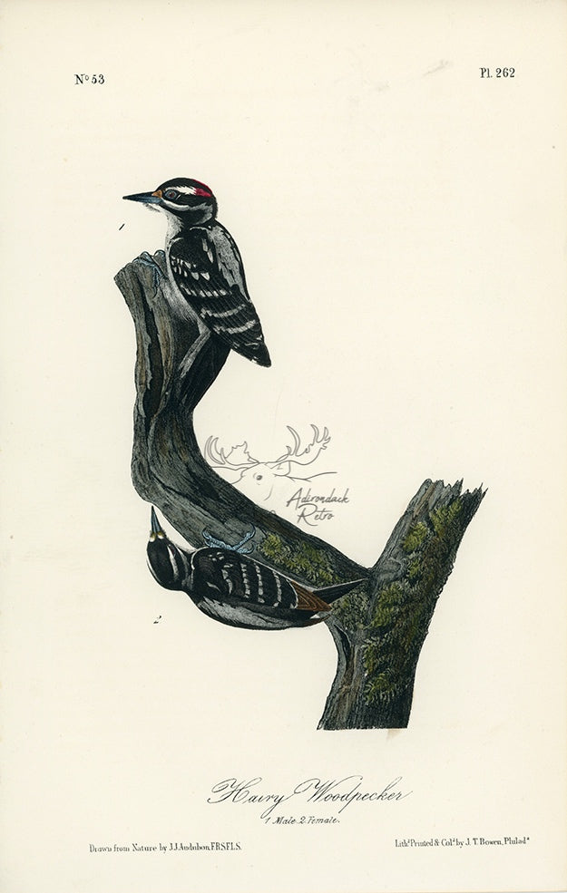 Audubon Hairy Woodpecker Pl. 262 - Birds Of America Royal Octavo 1st Edition Antique Print