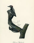 Audubon Hairy Woodpecker Pl. 262 - Birds Of America Royal Octavo 1st Edition Antique Print