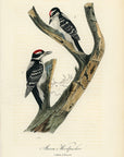 Audubon Maria's Woodpecker Pl. 260 - Birds Of America Royal Octavo 1st Edition Antique Print
