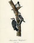 Audubon Red-cockaded Woodpecker Pl. 264 - Birds Of America Royal Octavo 1st Edition Antique Print