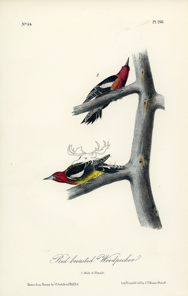 Audubon Red-breasted Woodpecker Pl. 266 - Birds Of America Royal Octavo 1st Edition Antique Print