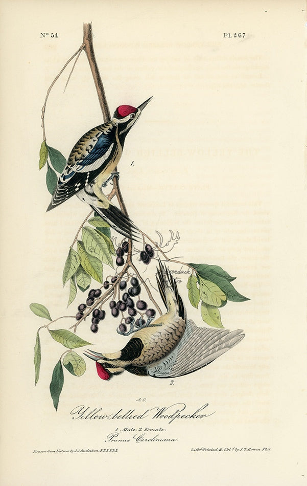 Audubon Yellow-bellied Woodpecker Pl. 267 - Birds Of America Royal Octavo 1st Edition Antique Print