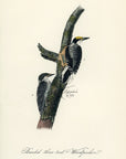 Audubon Arctic three-toed Woodpecker Pl. 268 - Birds Of America Royal Octavo 1st Edition Antique Print