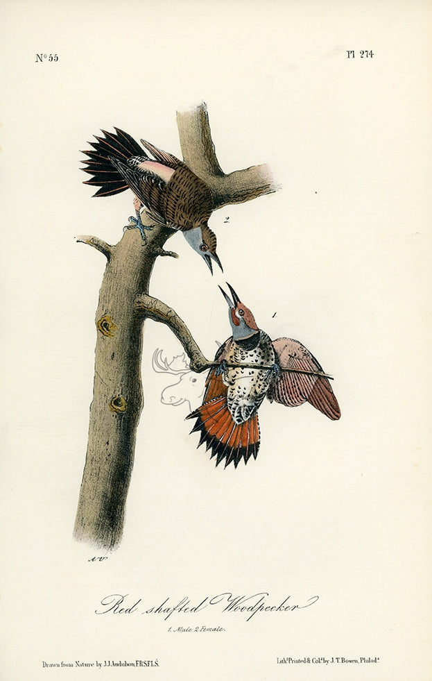 Audubon Red-shafted Woodpecker Pl. 274 - Birds Of America Royal Octavo 1st Edition Antique Print