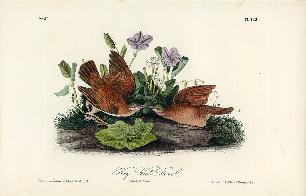 Audubon Key-West Dove Plate 282 - Birds Of America Royal Octavo 1st Edition Antique Print
