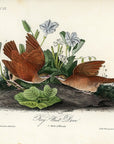 Audubon Key-West Dove Pl. 282 - Birds Of America Royal Octavo 1st Edition Antique Print