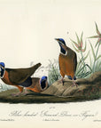 Audubon Blue-headed Ground Dove or Pigeon Pl. 284 - Birds Of America Royal Octavo 1st Edition Antique Print