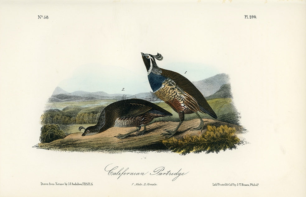 Audubon Californian Partridge Pl. 290 - Birds Of America Royal Octavo 1st Edition Antique Print
