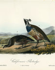 Audubon Californian Partridge Pl. 290 - Birds Of America Royal Octavo 1st Edition Antique Print