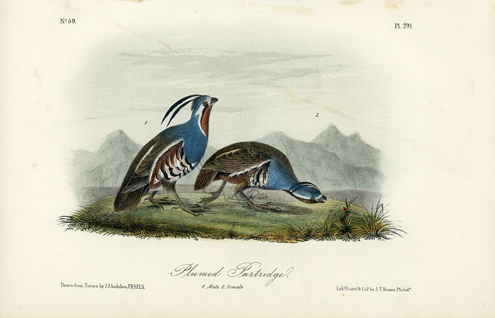 Audubon Plumed Partridge Pl. 291 - Birds Of America Royal Octavo 1st Edition Antique Print