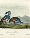 Audubon Plumed Partridge Pl. 291 - Birds Of America Royal Octavo 1st Edition Antique Print