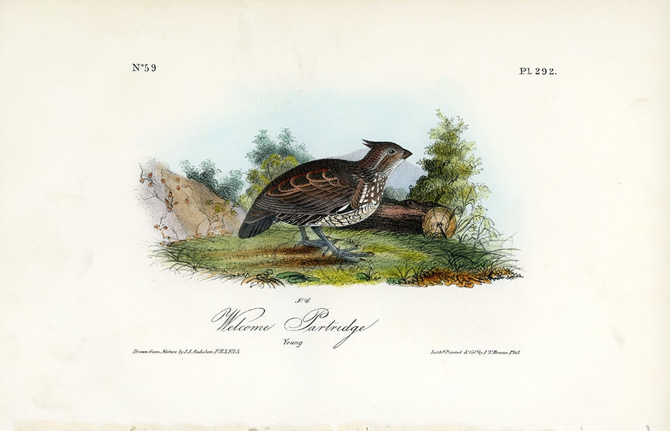 Audubon Welcome Partridge Pl. 292 - Birds Of America Royal Octavo 1st Edition Antique Print