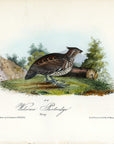 Audubon Welcome Partridge Pl. 292 - Birds Of America Royal Octavo 1st Edition Antique Print
