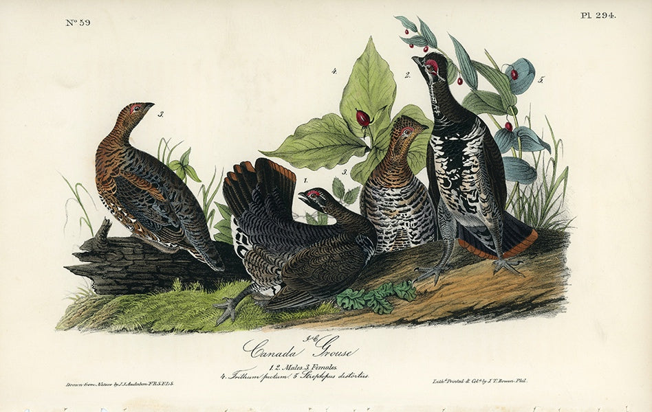Audubon Canada Grouse Pl. 294 - Birds Of America Royal Octavo 1st Edition Antique Print