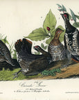 Audubon Canada Grouse Pl. 294 - Birds Of America Royal Octavo 1st Edition Antique Print