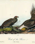 Audubon Cock of the Plains Pl. 297 - Birds Of America Royal Octavo 1st Edition Antique Print