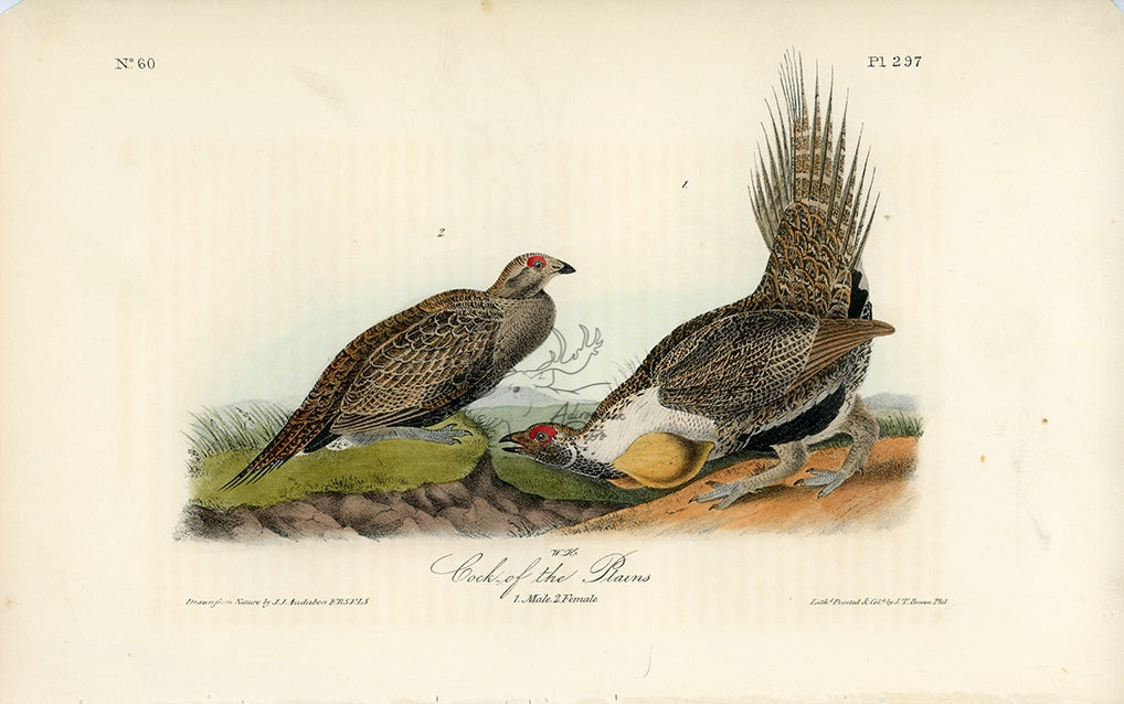 Audubon Cock of the Plains Plate 297 - Birds Of America Royal Octavo 1st Edition Antique Print