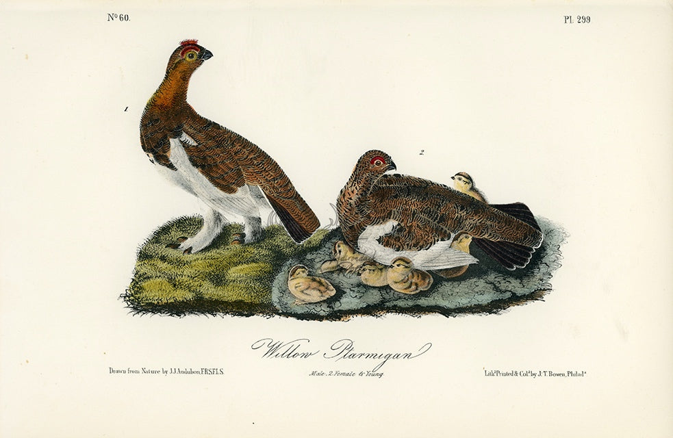 Audubon Willow Ptarmigan Pl. 299 - Birds Of America Royal Octavo 1st Edition Antique Print