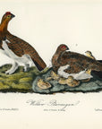 Audubon Willow Ptarmigan Pl. 299 - Birds Of America Royal Octavo 1st Edition Antique Print