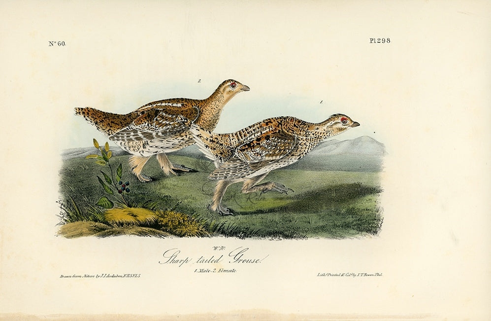 Audubon Sharp-tailed Grouse Plate 298 - Birds Of America Royal Octavo 1st Edition Antique Print