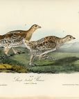 Audubon Sharp-tailed Grouse Plate 298 - Birds Of America Royal Octavo 1st Edition Antique Print