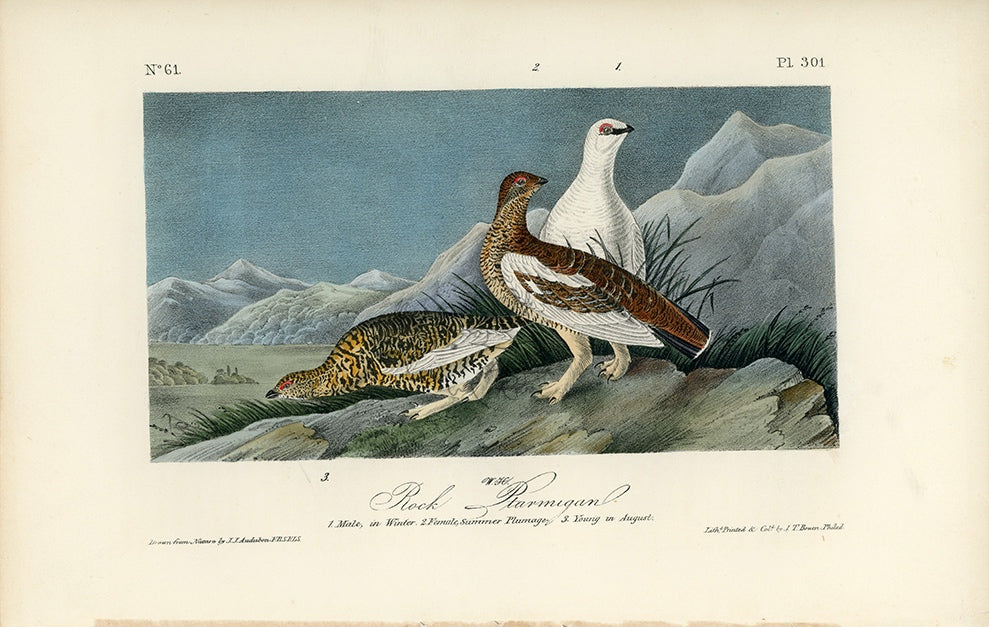 Audubon Rock Ptarmigan Pl. 301 - Birds Of America Royal Octavo 1st Edition Antique Print