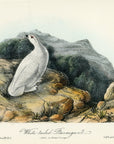 Audubon White-tailed Ptarmigan Pl. 302 - Birds Of America Royal Octavo 1st Edition Antique Print