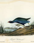 Audubon Purple Gallinule Pl. 303 - Birds Of America Royal Octavo 1st Edition Antique Print